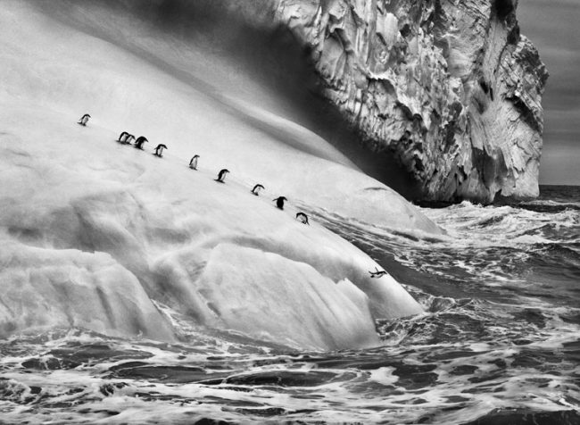 Isole South Sandwich, 2009 © Sebastião Salgado/Amazonas Images