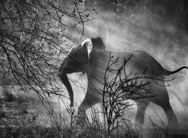 Kafue National Park, Zambia, 2010 © Sebastião Salgado/Amazonas Images